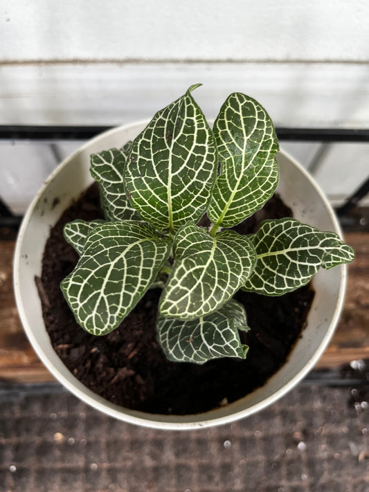 Fittonia 'Green & White' | Nerve Plant