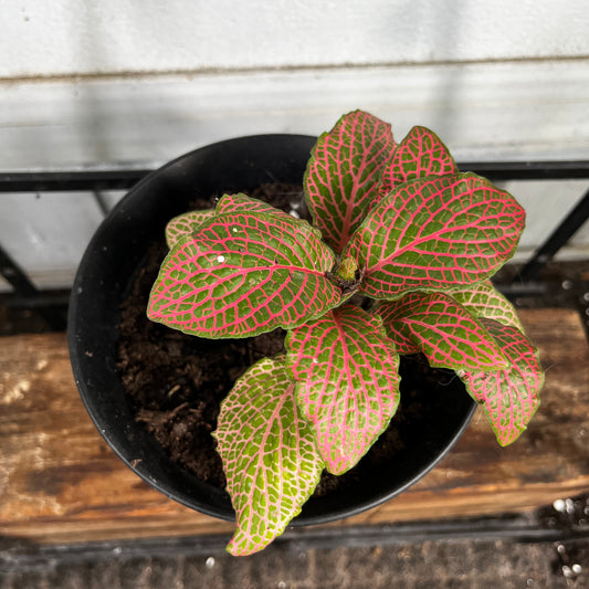 Fittonia 'Pink' | Pink & Green Nerve Plant