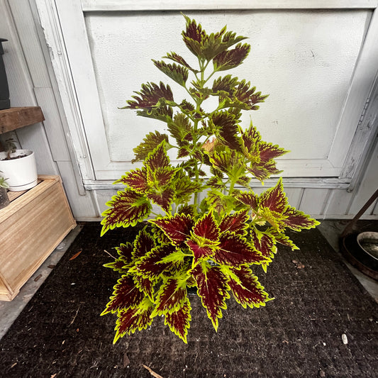 A variegated coleus plant with bright yellow-green and deep burgundy leaves, growing on a dark soil surface in front of a white paneled wall.