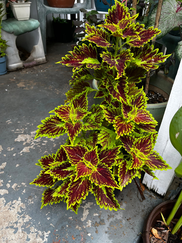 Coleus Plants / Bourbon St. Collection