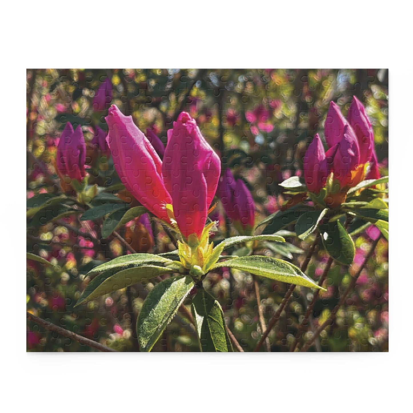 Bonaventure Awakening Puzzle