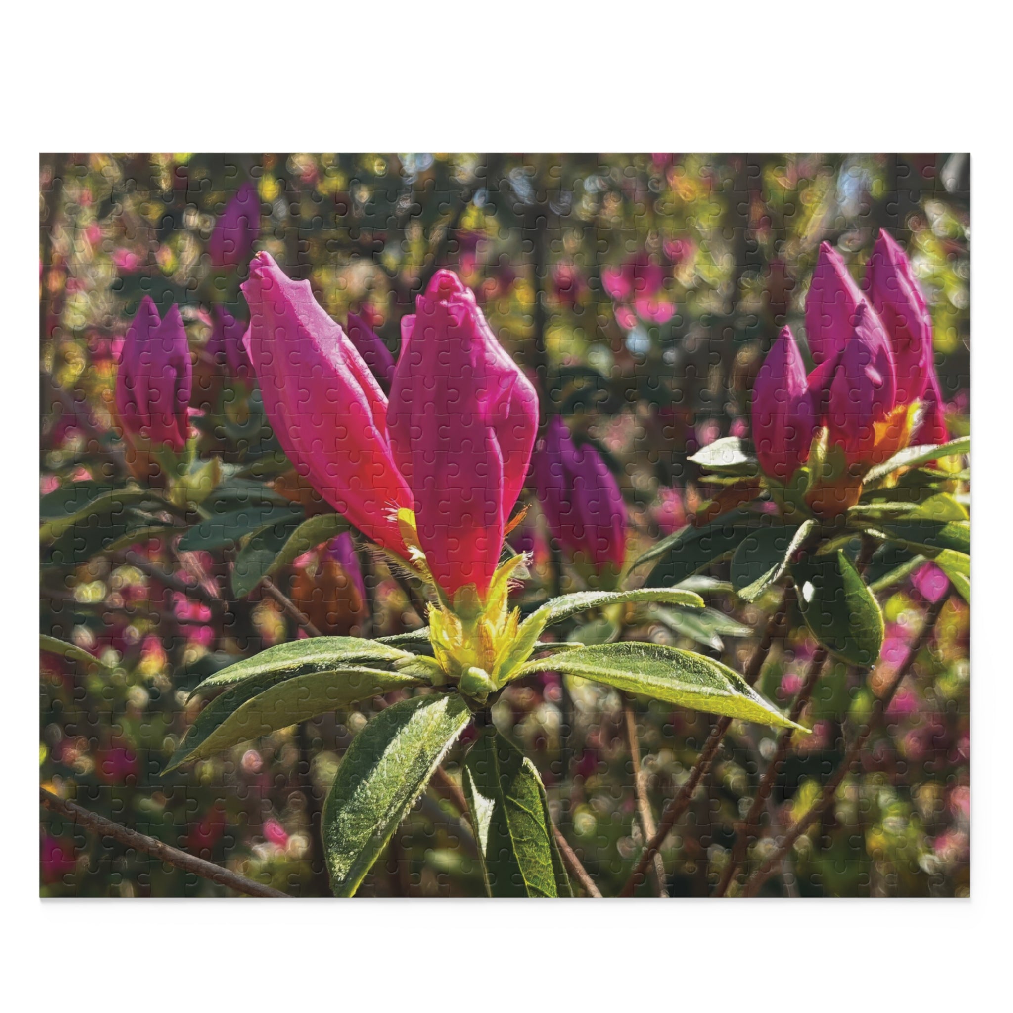 Azalea Buds