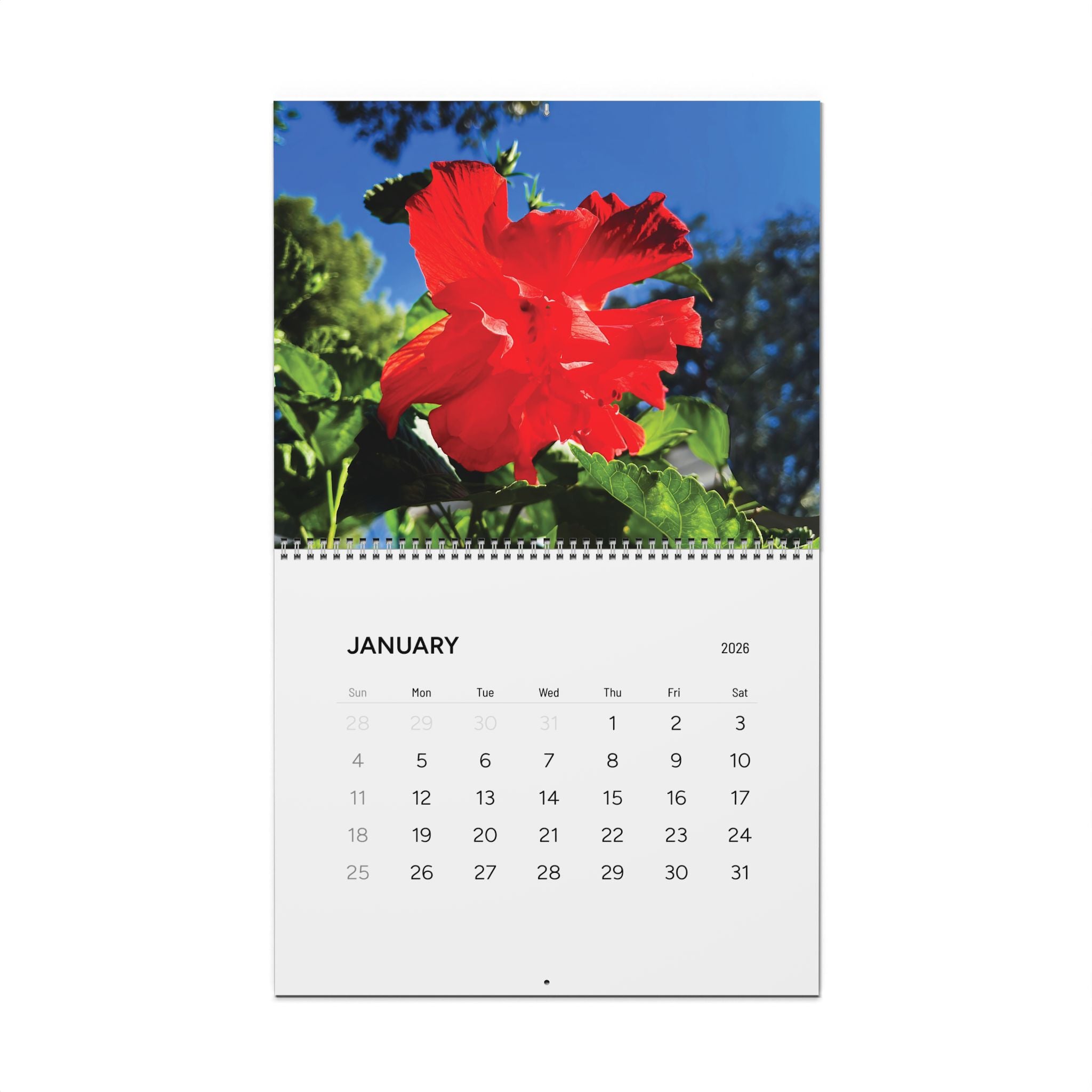 Hibiscus Blooms Calendar