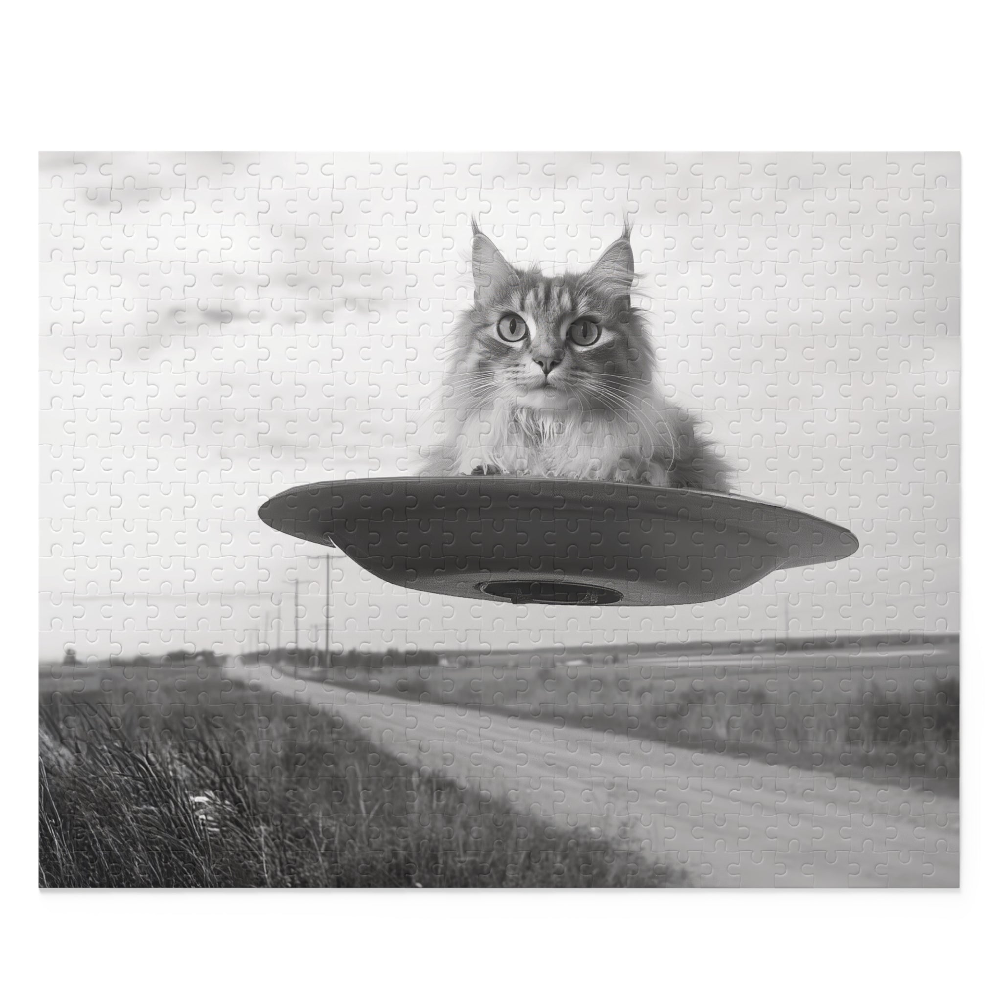 Cat Saucer 1