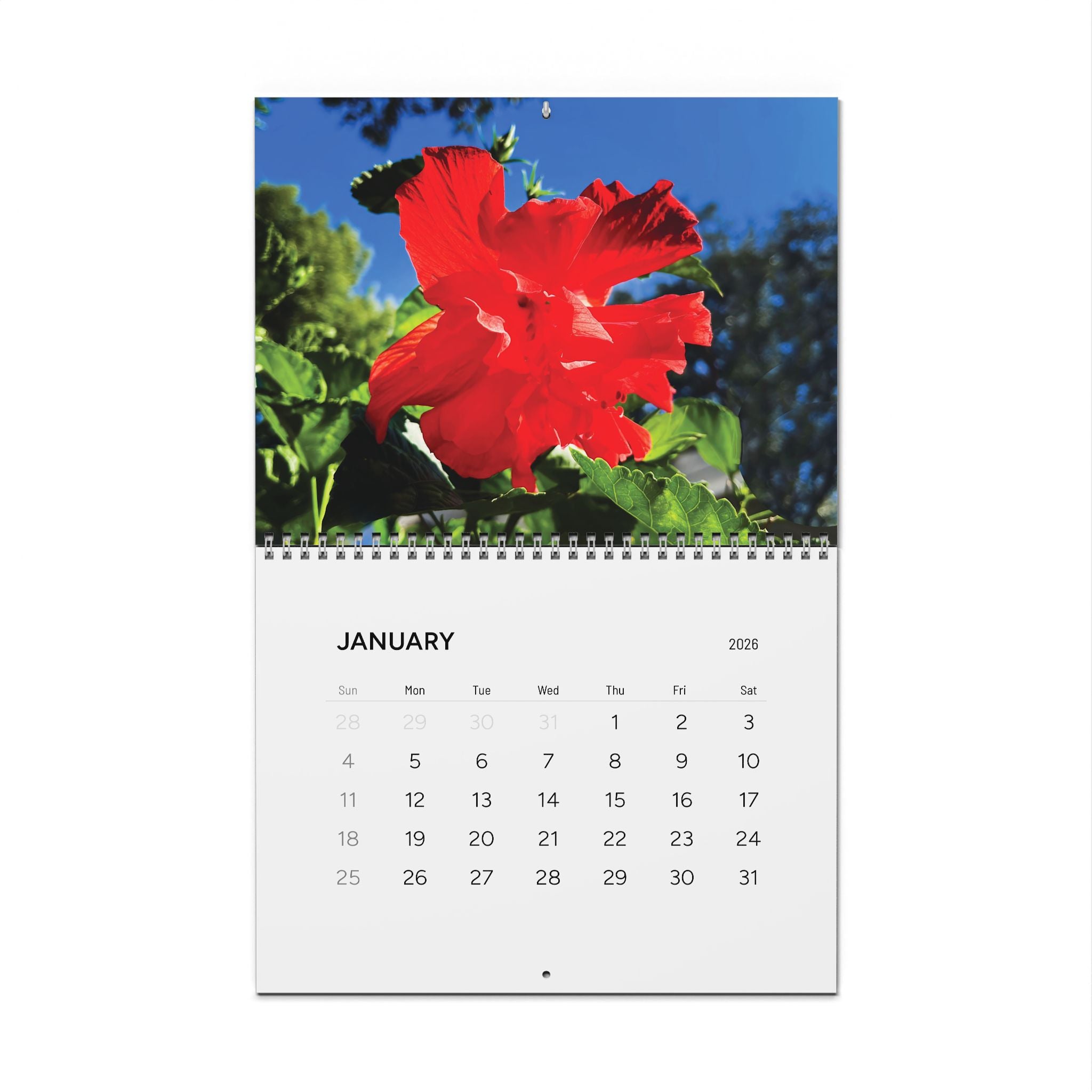 Hibiscus Blooms Calendar