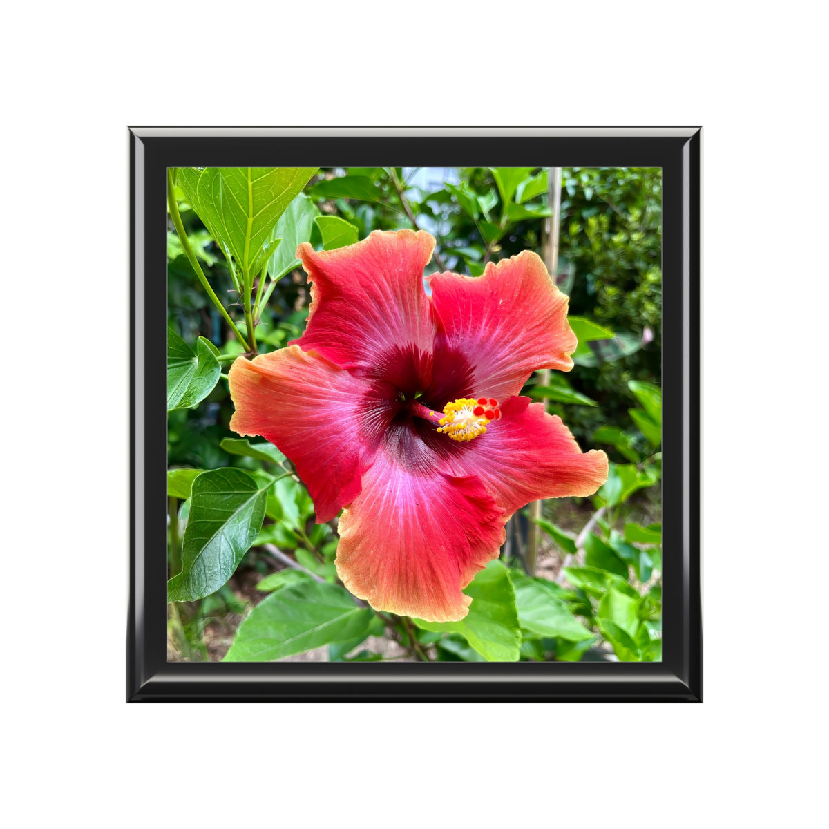 Framed photograph of a pink and red flower with green leaves.