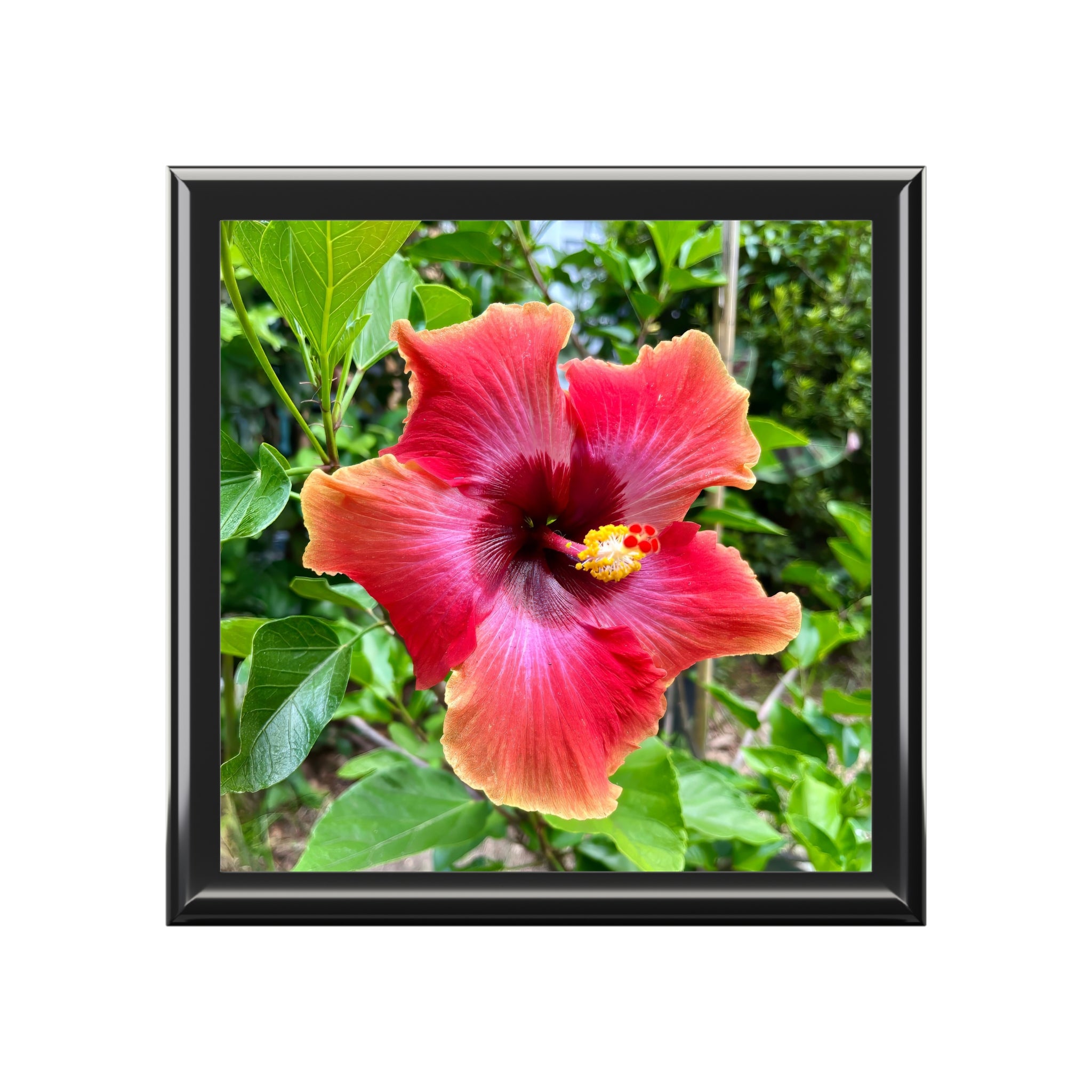 Imperial Dragon Bloom