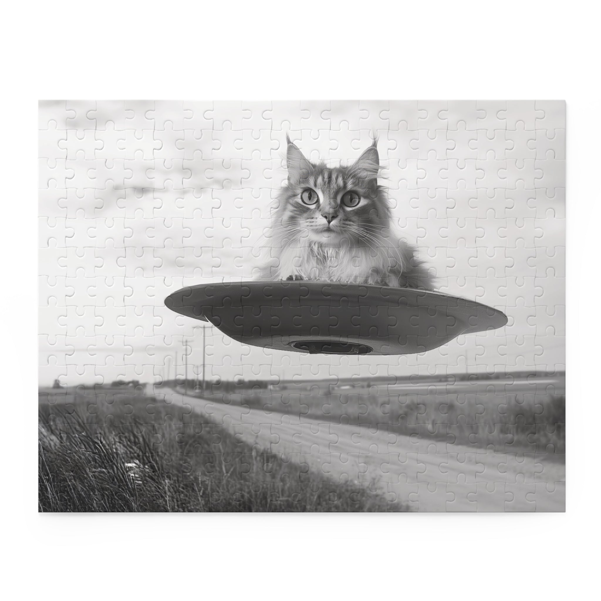 Cat Saucer 1