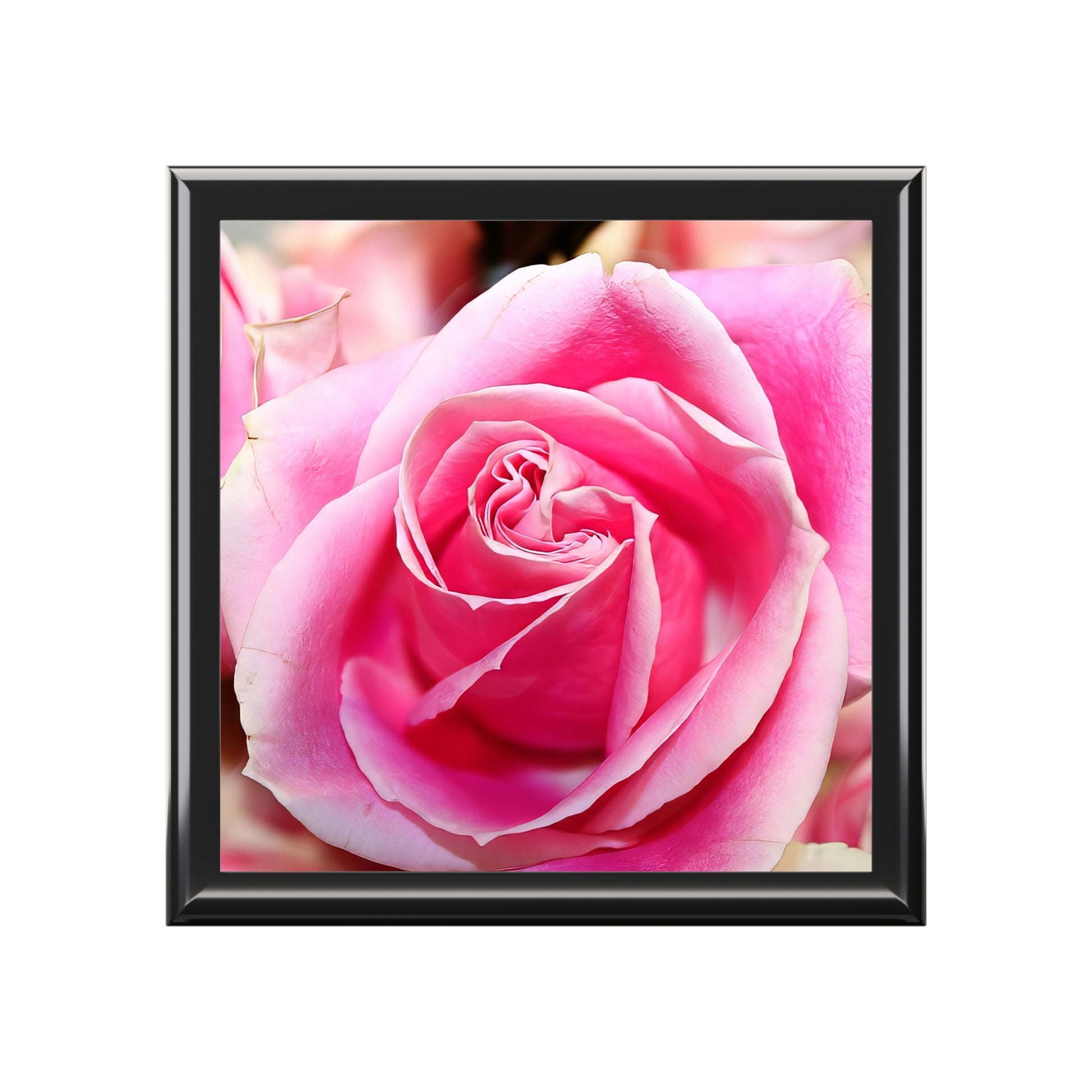 Framed pink rose on a white background