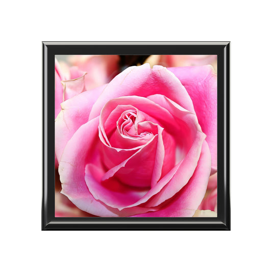 Framed pink rose on a white background