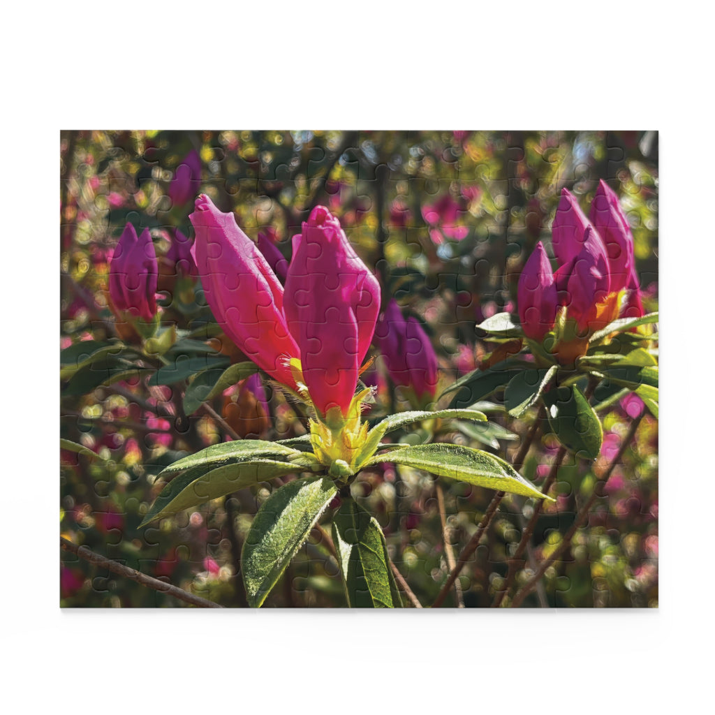 Azalea Buds