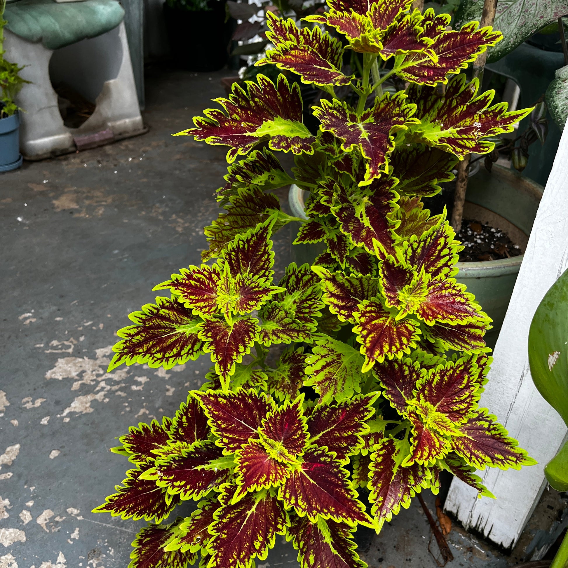 A potted coleus plant with variegated leaves in bright yellow-green and deep burgundy red, photographed in a garden or patio setting.