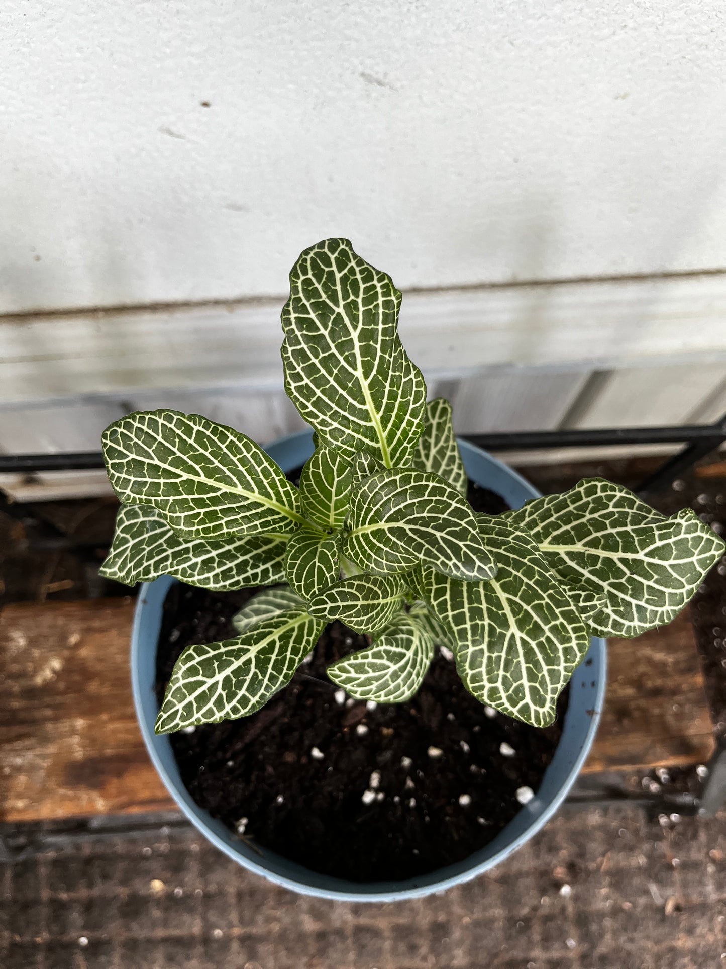 Fittonia 'Green & White' | Nerve Plant