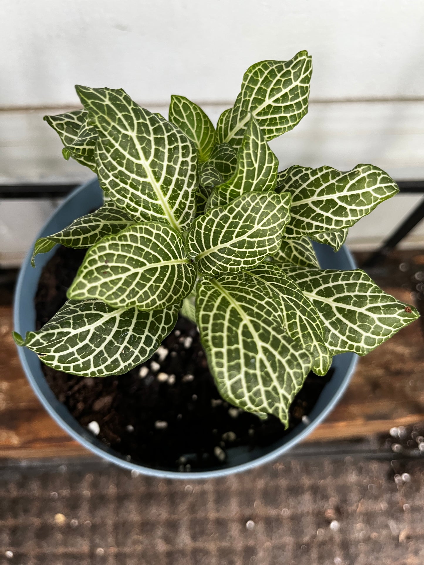 Fittonia 'Green & White' | Nerve Plant