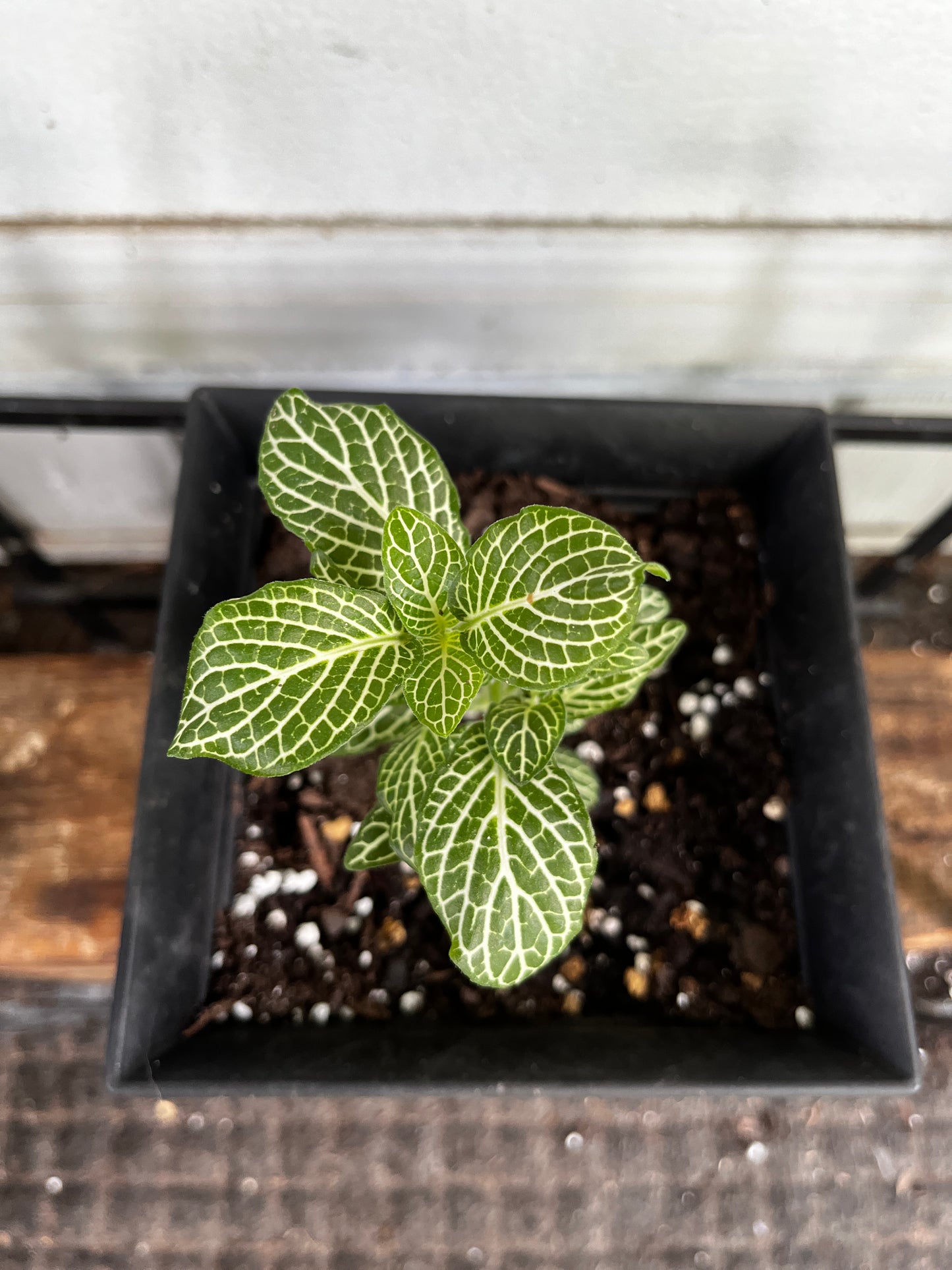 Fittonia 'Green & White' | Nerve Plant