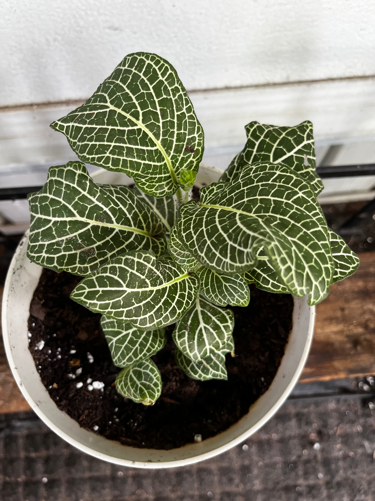 Fittonia 'Green & White' | Nerve Plant
