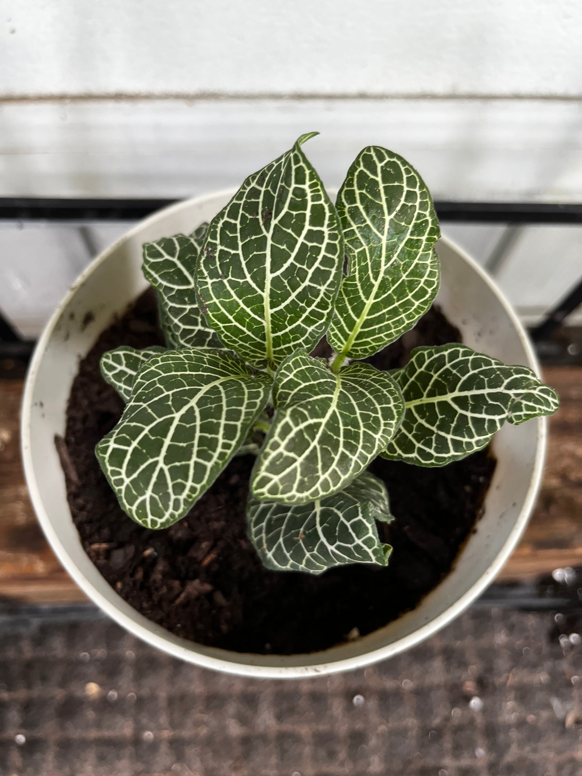 Fittonia 'Green & White' | Nerve Plant