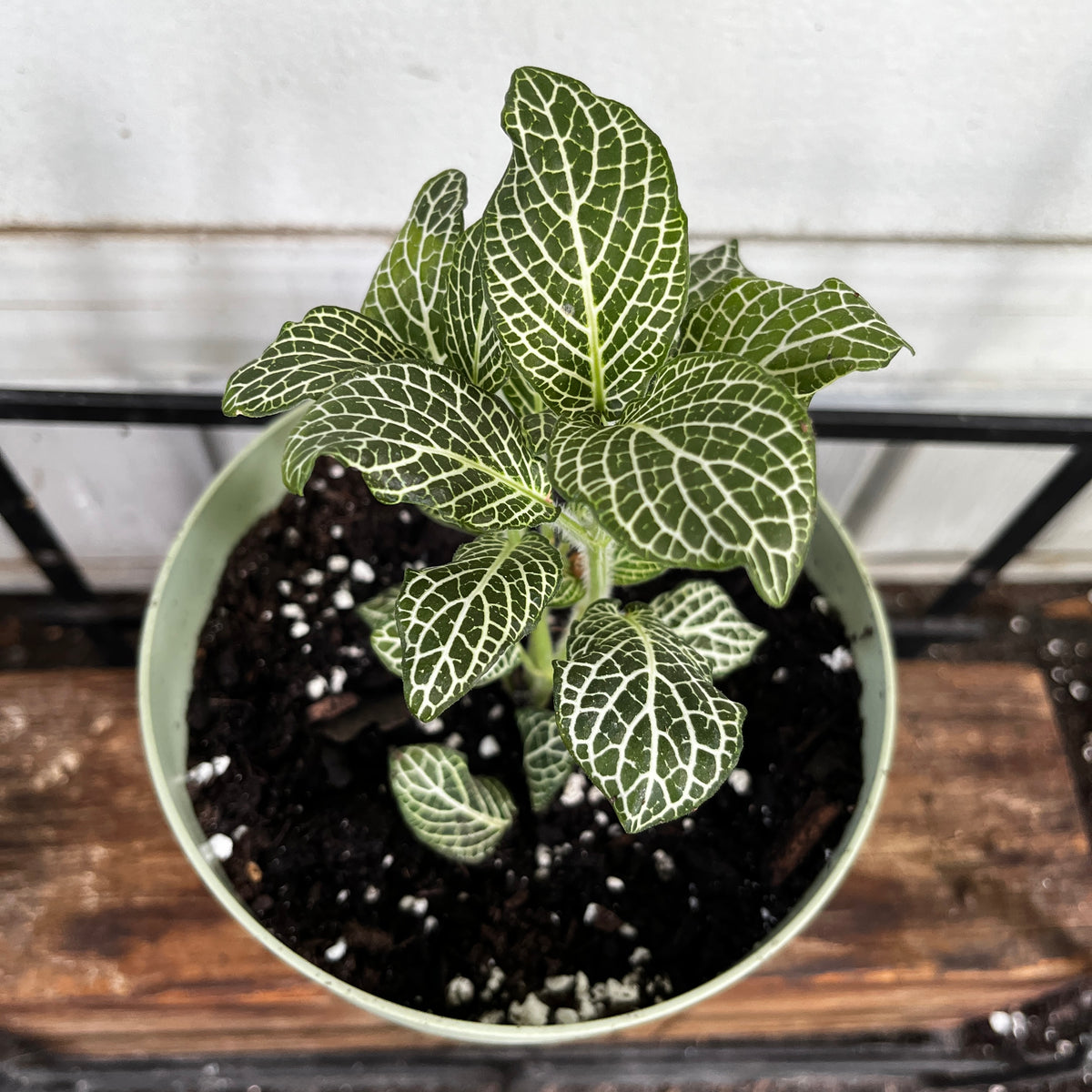 Fittonia 'Green & White' | Nerve Plant