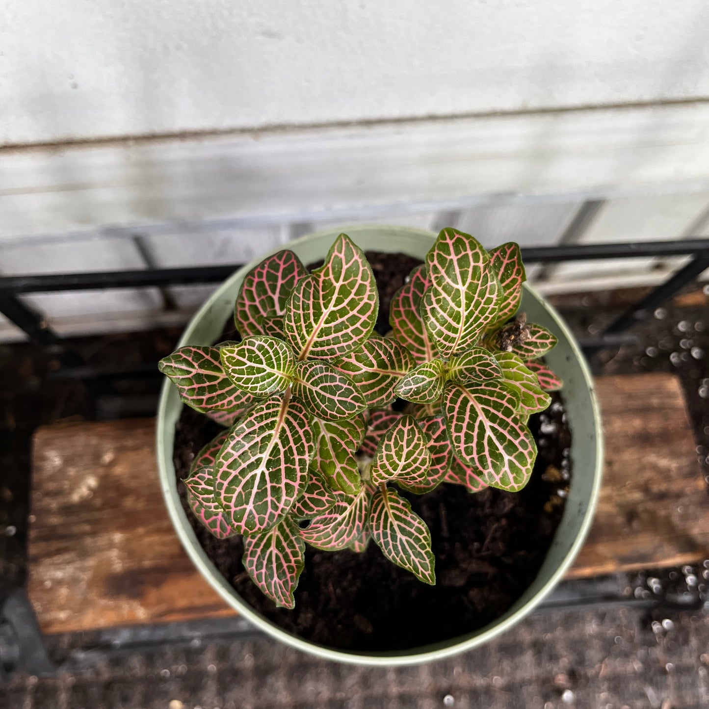 Fittonia 'Pink' | Pink & Green Nerve Plant