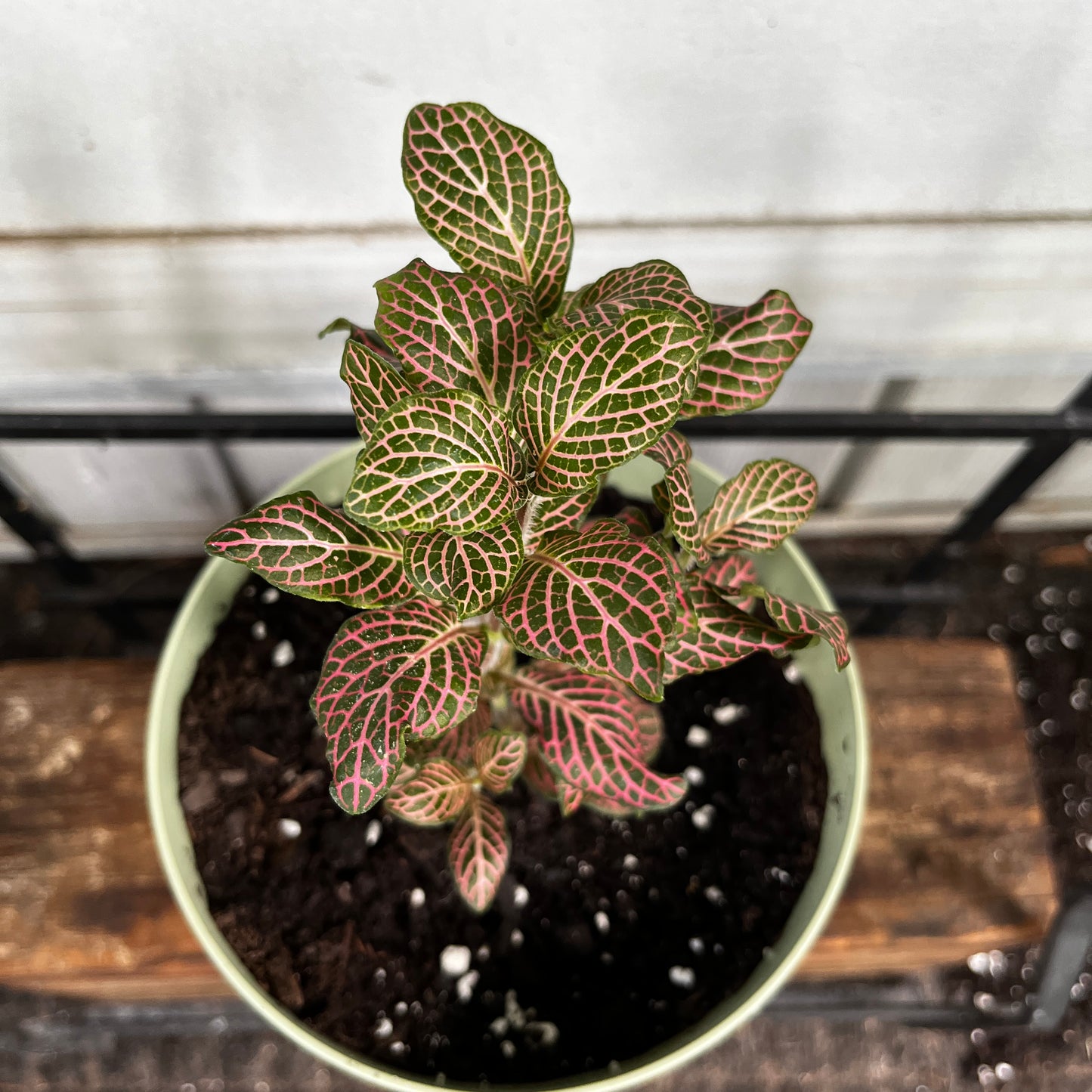 Fittonia 'Pink' | Pink & Green Nerve Plant