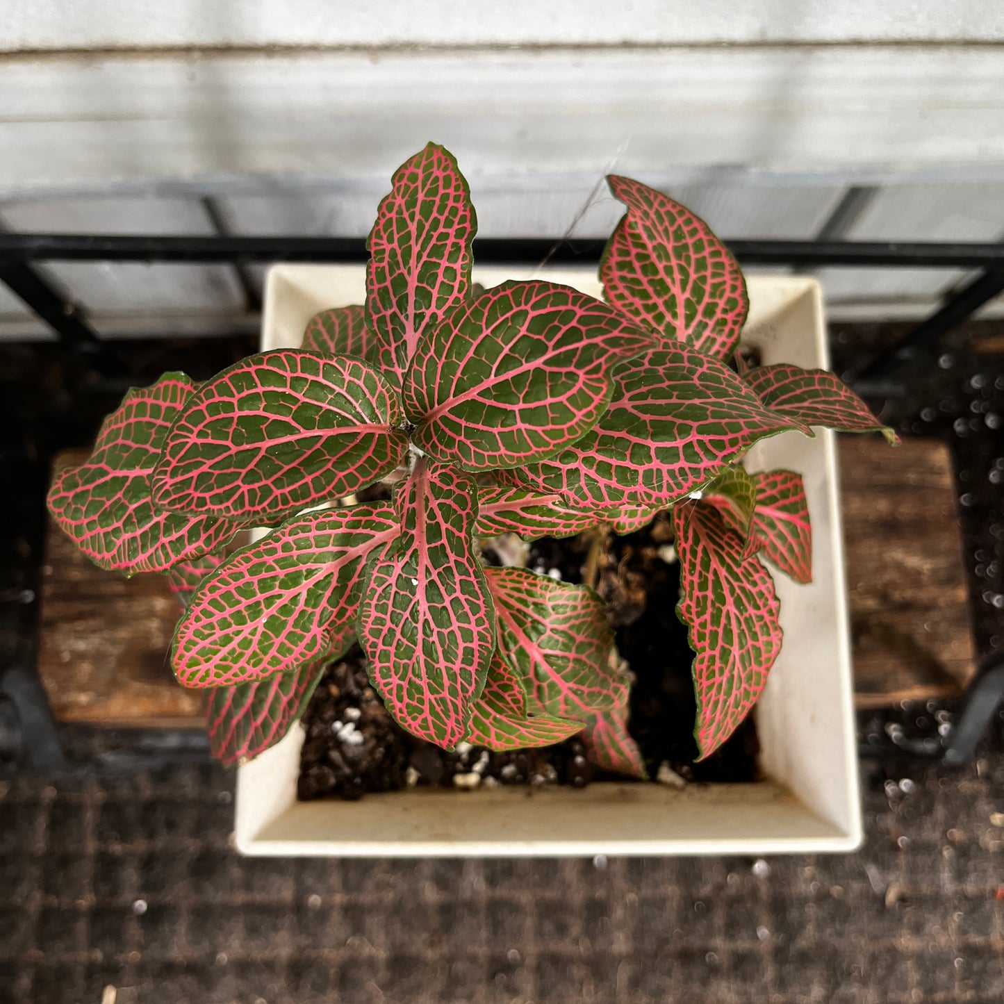 Fittonia 'Pink' | Pink & Green Nerve Plant