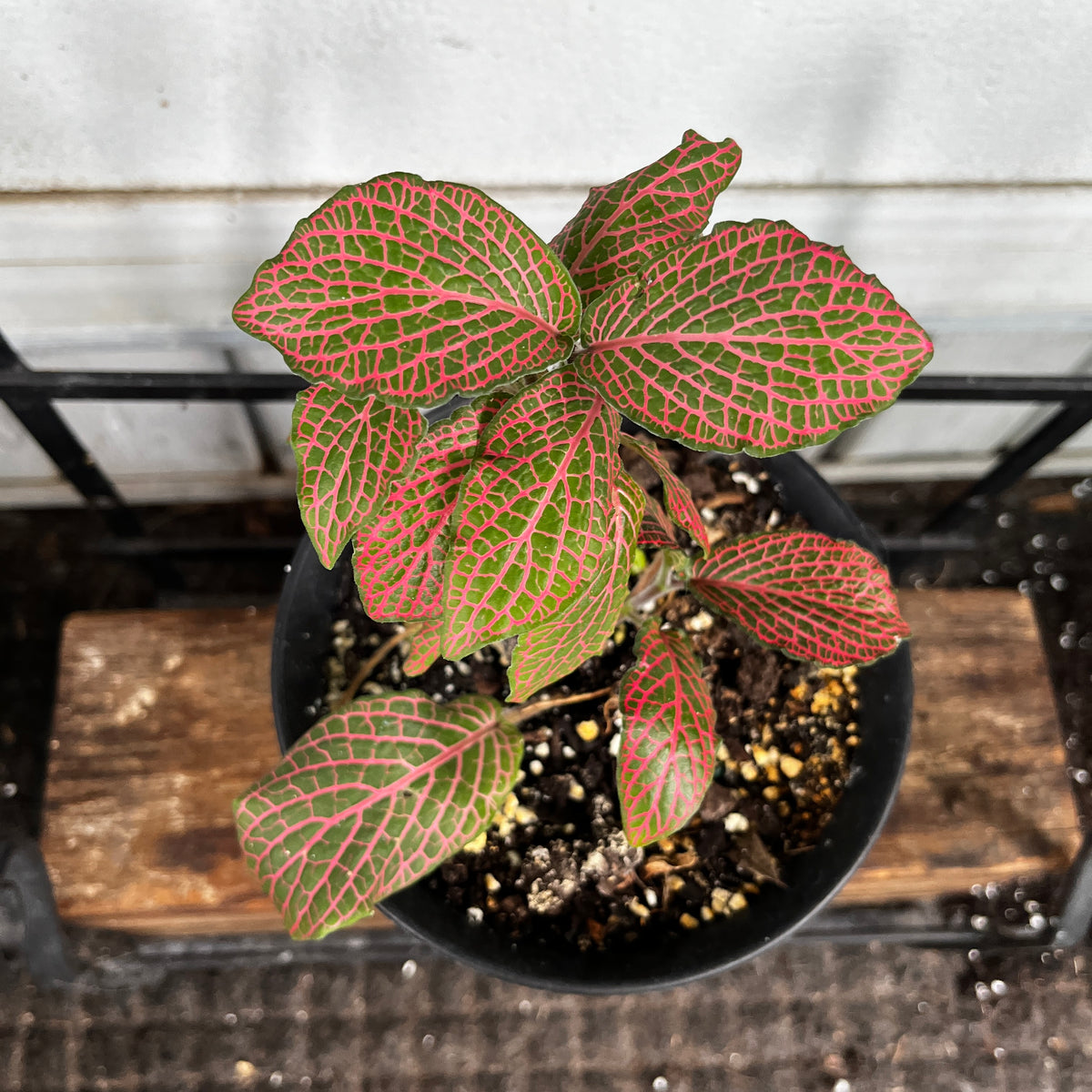 Fittonia 'Pink' | Pink & Green Nerve Plant