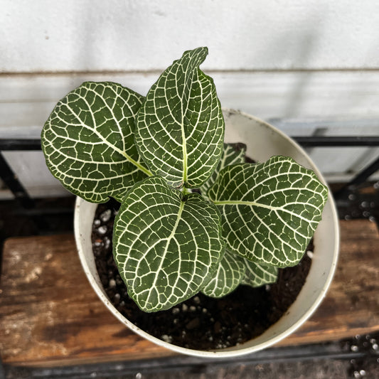Fittonia 'Green & White' | Nerve Plant