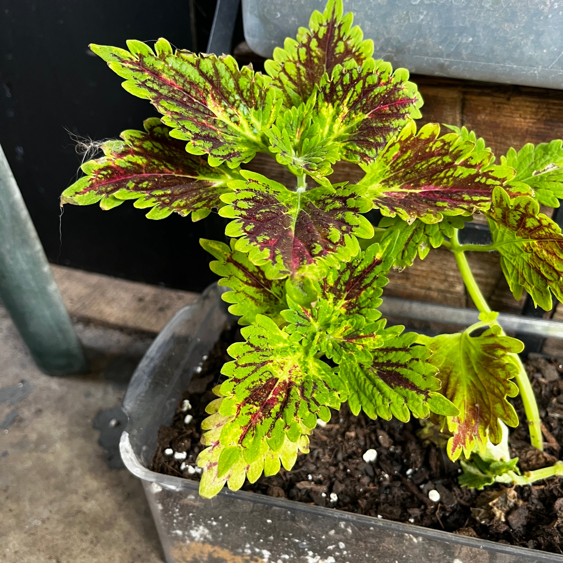 A potted coleus plant with bright yellow-green and deep burgundy variegated leaves, growing in a clear plastic nursery tray filled with soil.