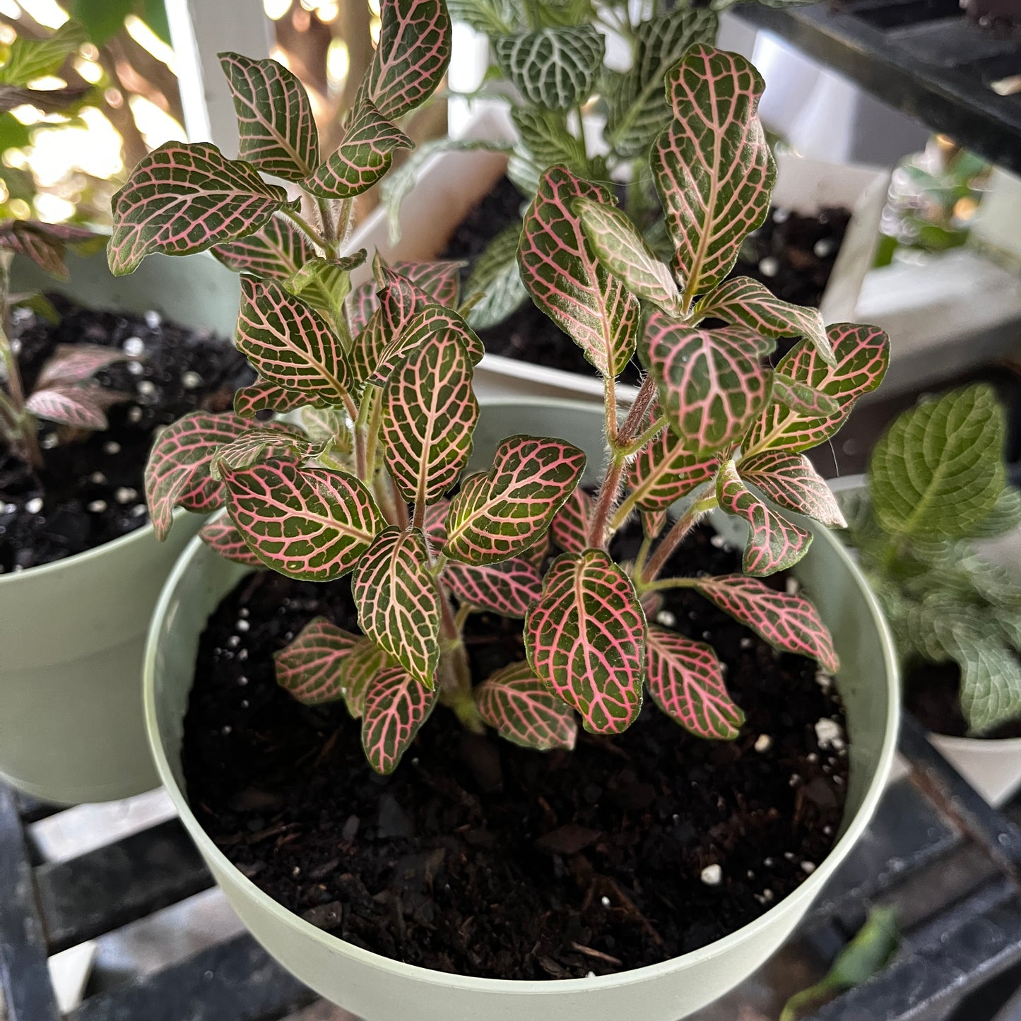 Fittonia 'Pink' | Pink & Green Nerve Plant