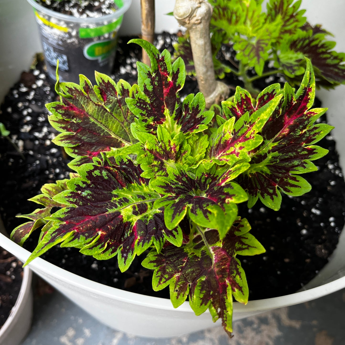 A potted coleus plant with vibrant green leaves featuring deep burgundy and yellow variegation, growing in dark soil inside a white plastic pot.