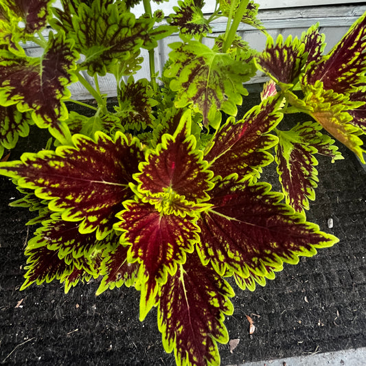 A close-up of a coleus plant with vibrant lime green and deep burgundy variegated leaves growing in dark soil.