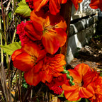 Close-up of vibrant orange and pink flowers with a blurred background